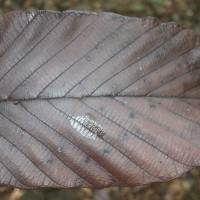 Dipterocarpus hispidus Thwaites